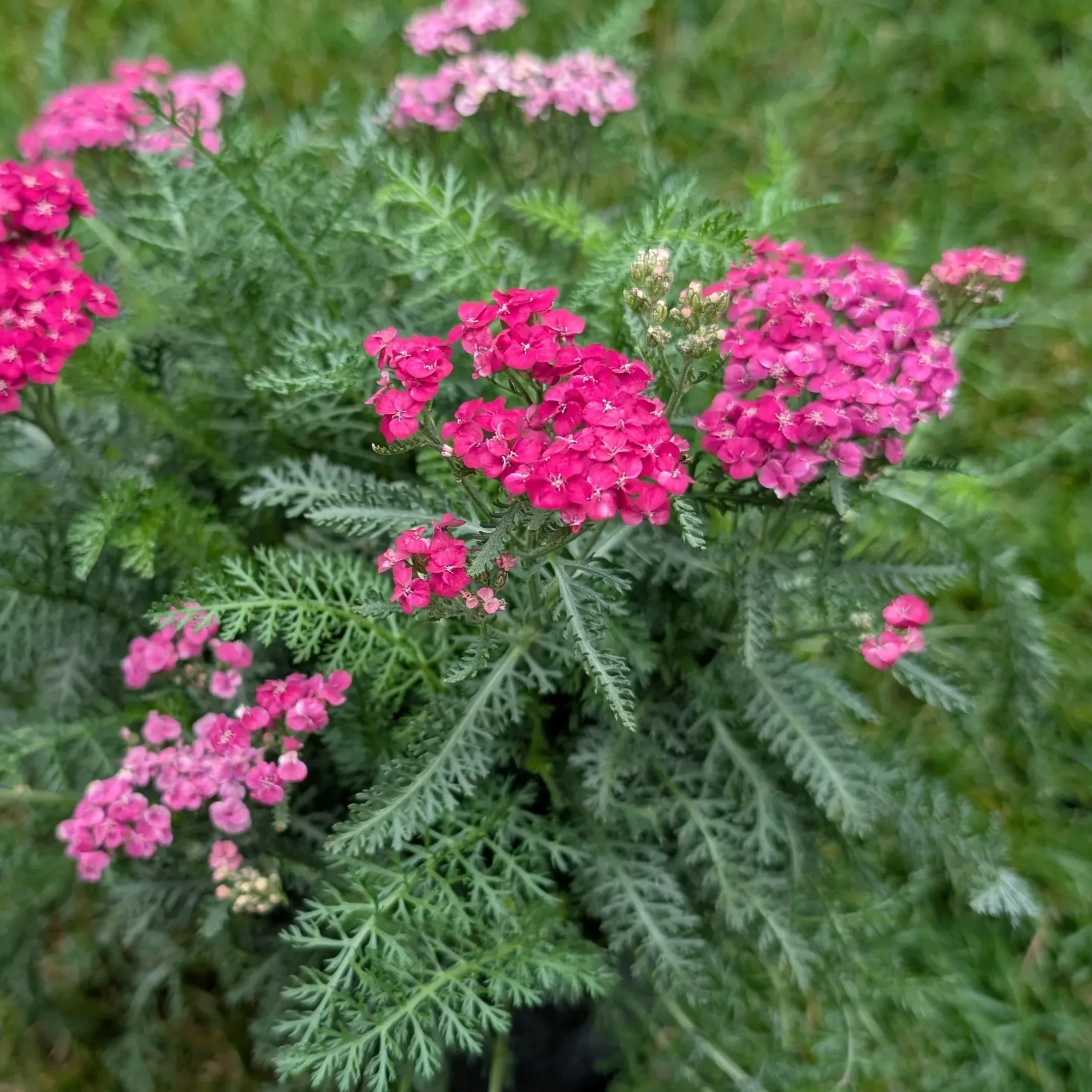 achillea-saucy-seduction-yarrow Achillea Saucy Seduction Yarrow