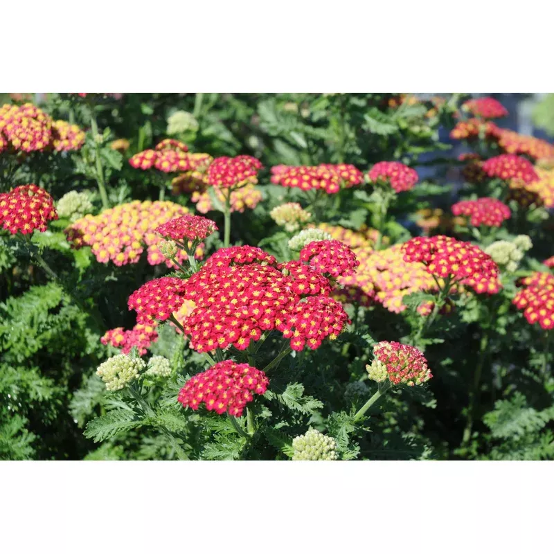 achillea-strawberry-seduction-yarrow Achillea Strawberry Seduction Yarrow