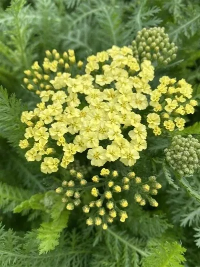 achillea-sunny-seduction-yarrow Achillea Sunny Seduction Yarrow