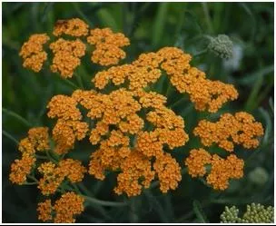 achillea-terra-cotta-yarrow Achillea Terra Cotta Yarrow