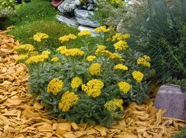 achillea-tomentosa-goldie-10-ct-flat Achillea tomentosa 'Goldie' (10)ct Flat