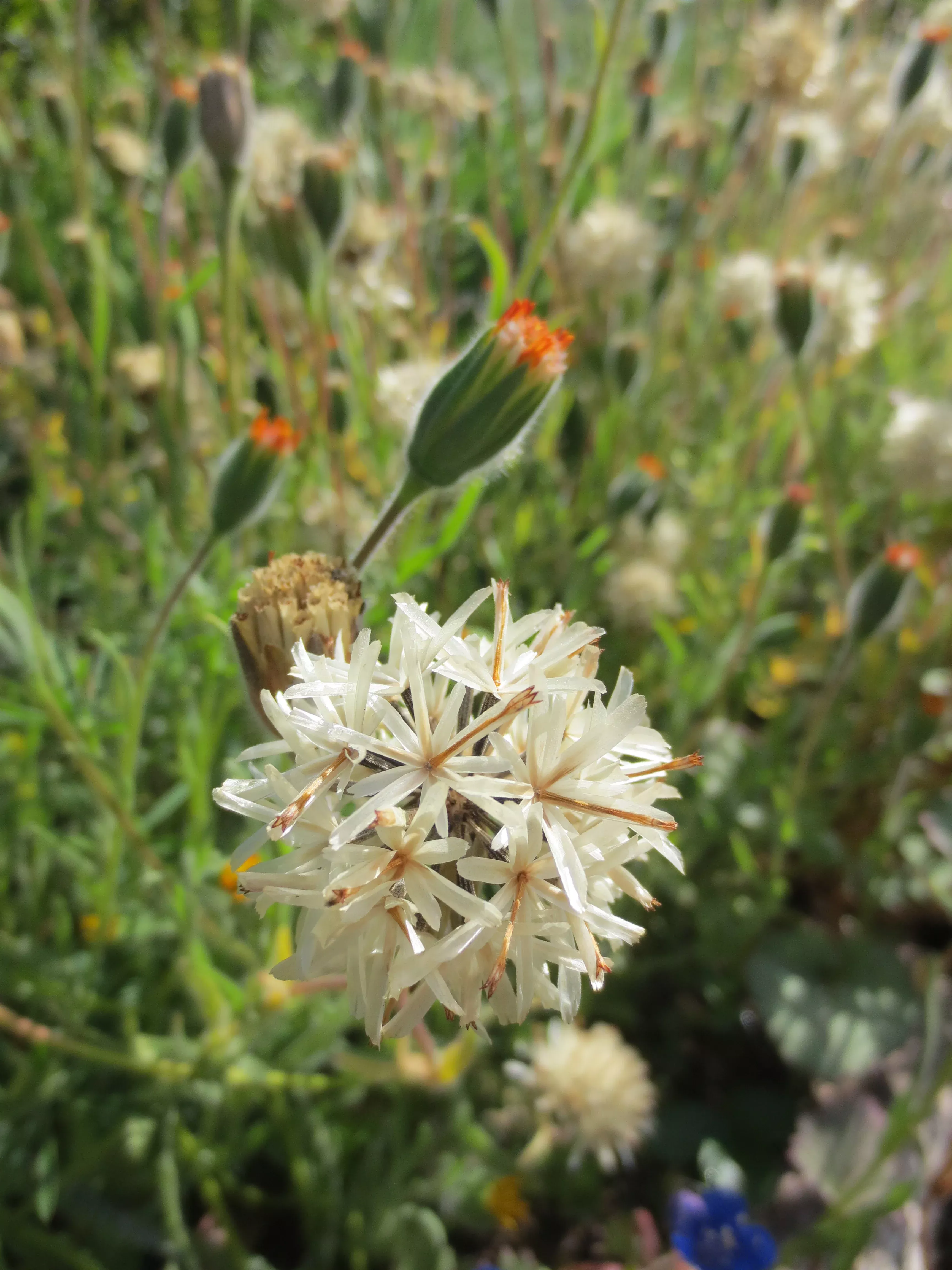 Achyrachaena mollis, Blow-wives