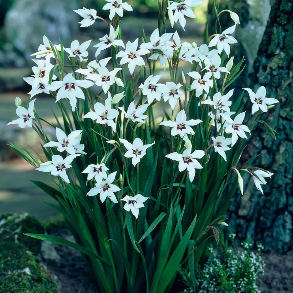 Acidanthera