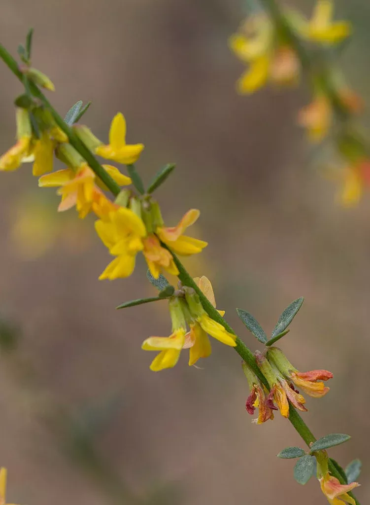 acmispon-glaber-deerweed-plant Acmispon glaber - Deerweed (Plant)