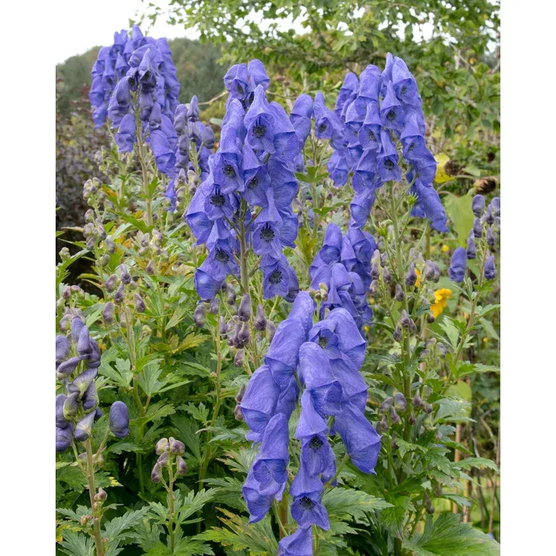 aconitum-arendsii Aconitum arendsii