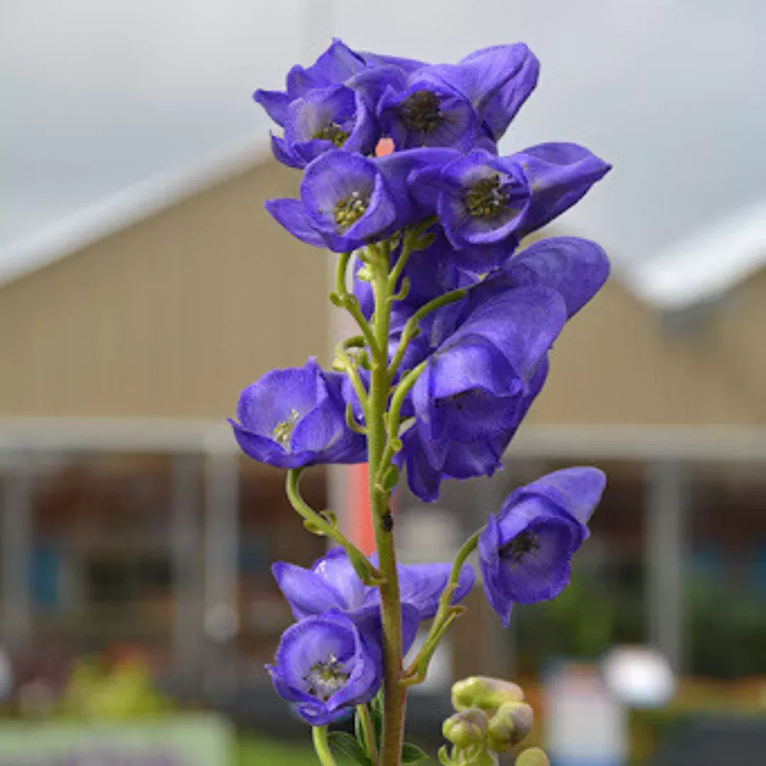 aconitum-fischeri Aconitum fischeri