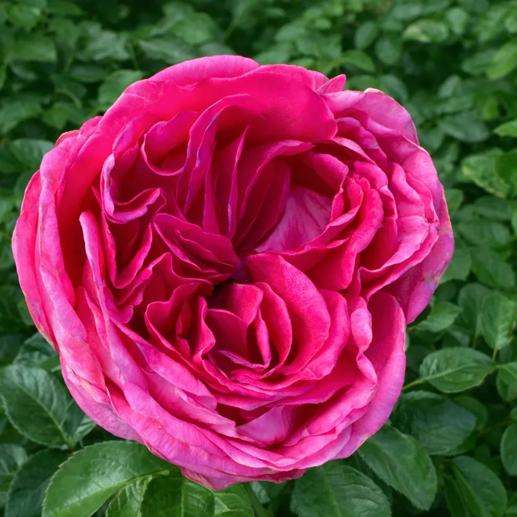 ad-la-de-grace-potted-rose-bush Adélaïde-Grace™ Potted Rose Bush