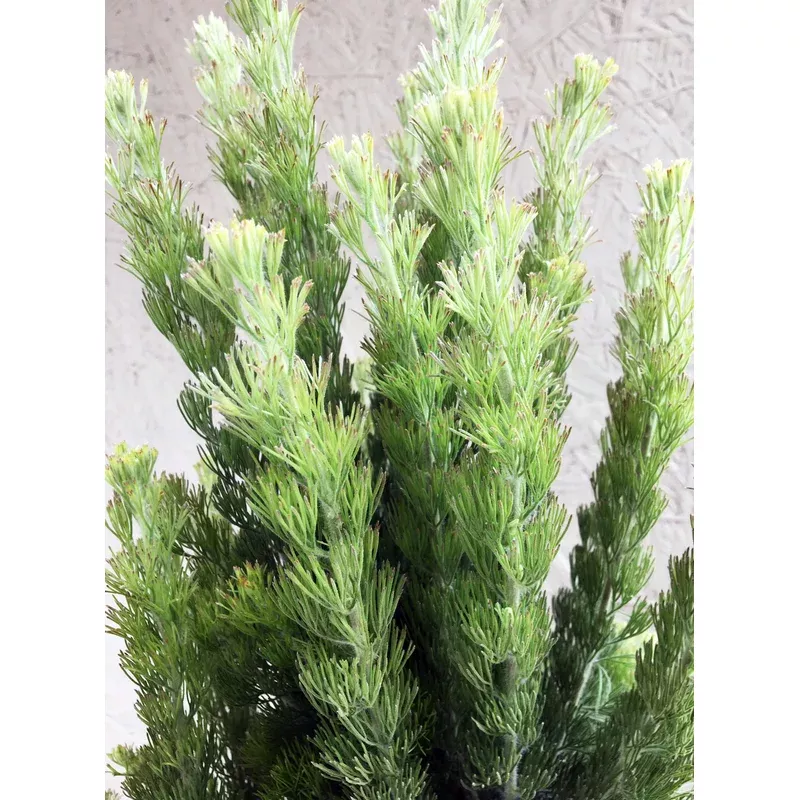 adenanthos-sericeus-coast-woollybush Adenanthos sericeus, Coast Woollybush