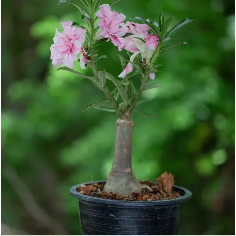 adenium-obesum-desert-rose Adenium obesum (Desert Rose)