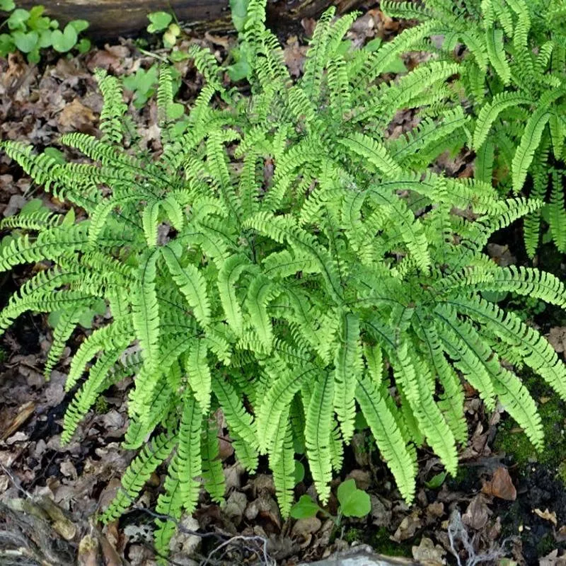 adiantum-aleuticum Adiantum aleuticum