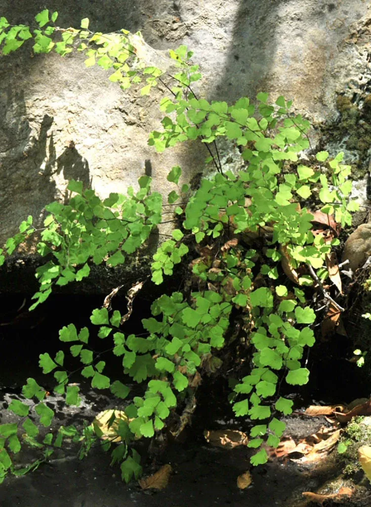 adiantum-capillus-veneris-southern-maiden-hair-fern-plant Adiantum capillus-veneris - Southern Maiden-Hair Fern (Plant)