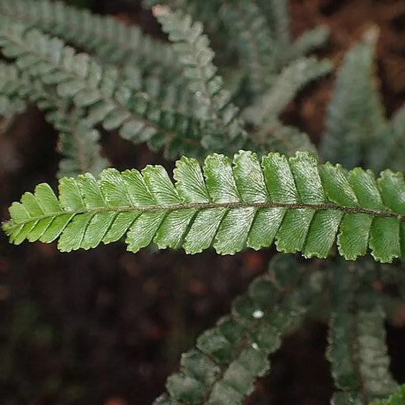 adiantum-hispidulum Adiantum hispidulum
