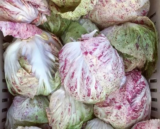 adige-medio-radicchio Adige Medio Radicchio
