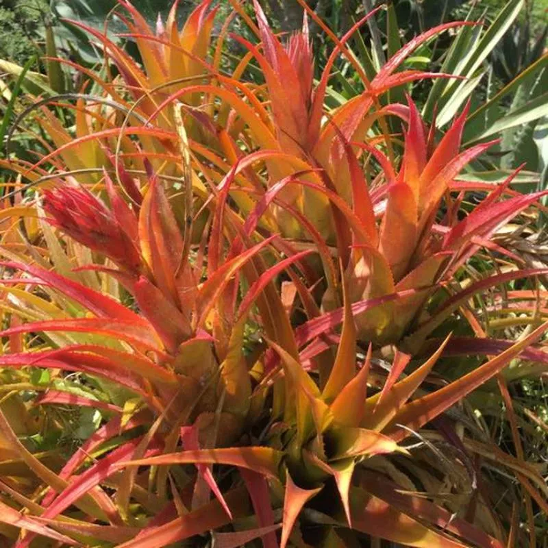 aechmea-recurvata-var-recurvata Aechmea recurvata var. recurvata