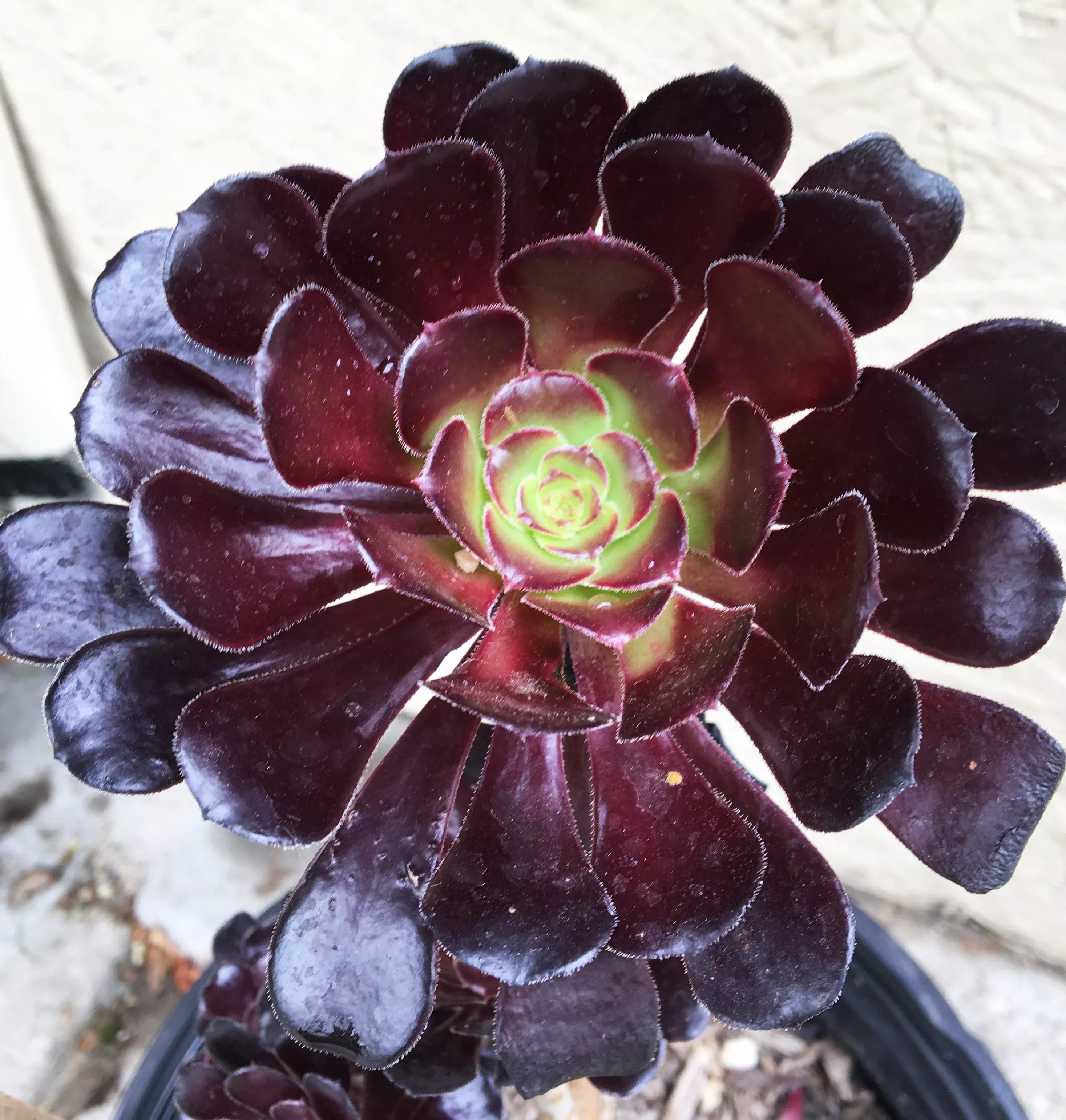 aeonium-atropurpureum-black Aeonium atropurpureum Black