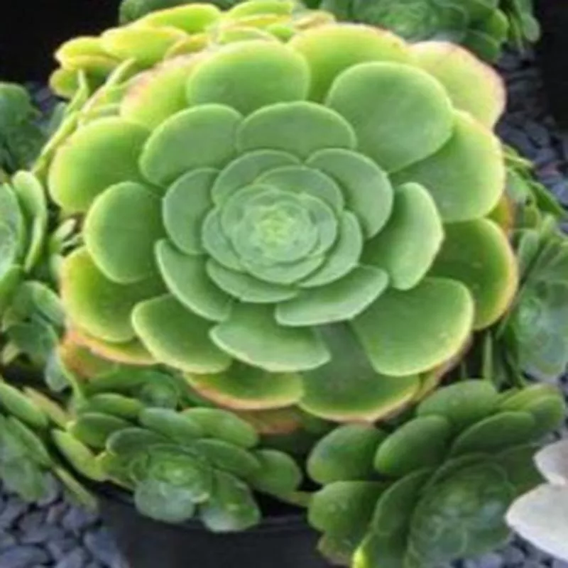 aeonium-pseudotabuliforme Aeonium 'Pseudotabuliforme'