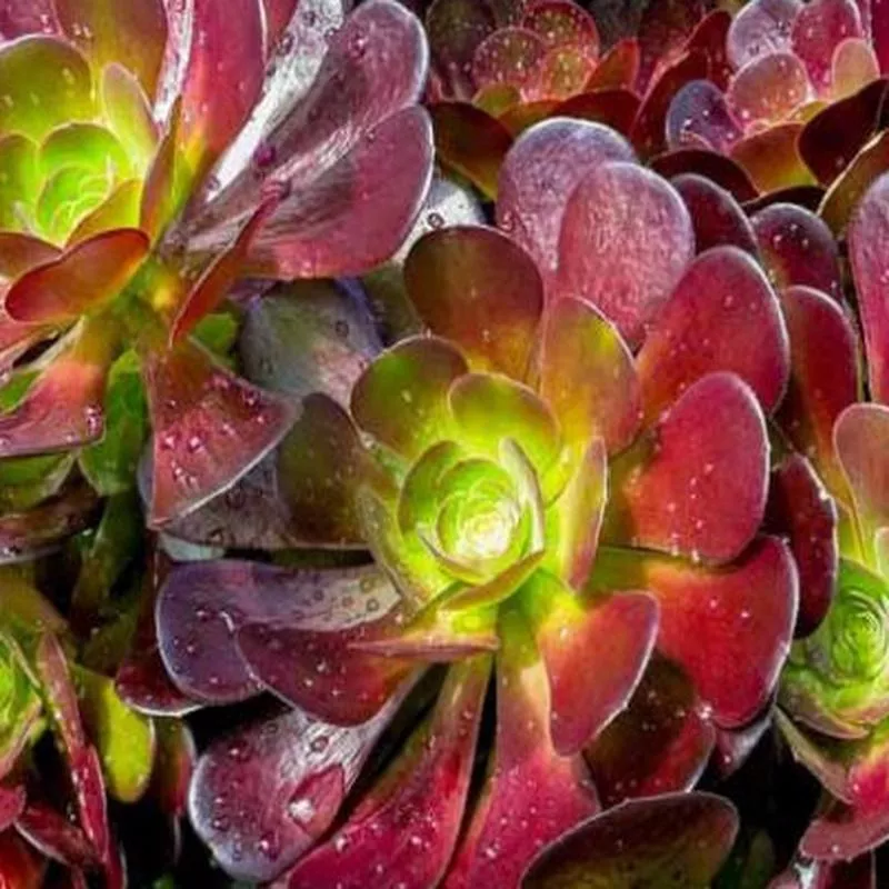 Aeonium 'Velour'