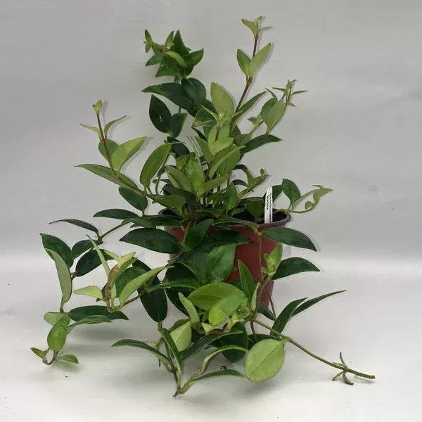 Aeschynanthus hians