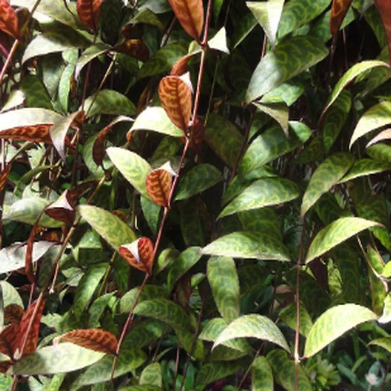 aeschynanthus-marmoratus Aeschynanthus Marmoratus