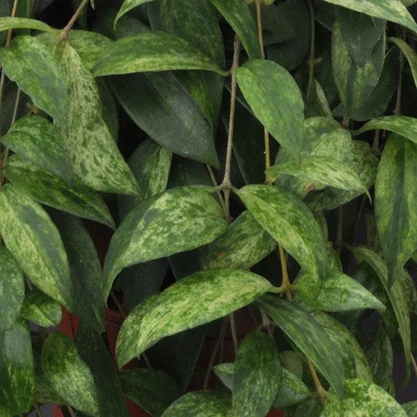 aeschynanthus-micranthus-variegata Aeschynanthus micranthus ‘Variegata’