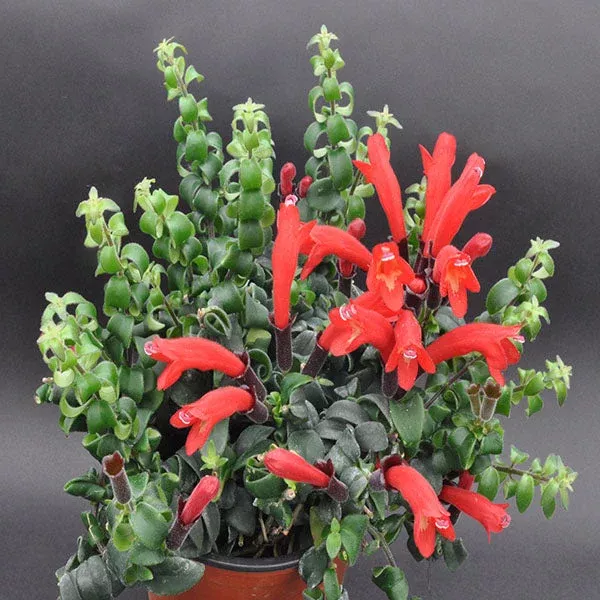 aeschynanthus-radicans-var-crispa Aeschynanthus radicans var. ‘Crispa’