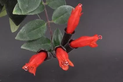 Aeschynanthus radicans
