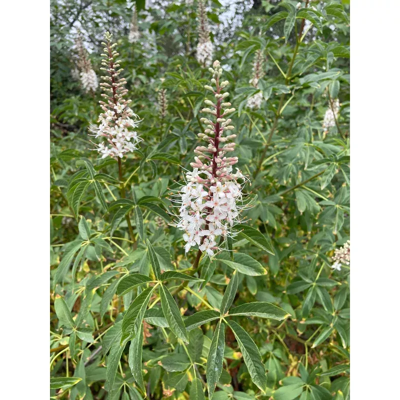 aesculus-californica-california-buckeye Aesculus californica, California Buckeye