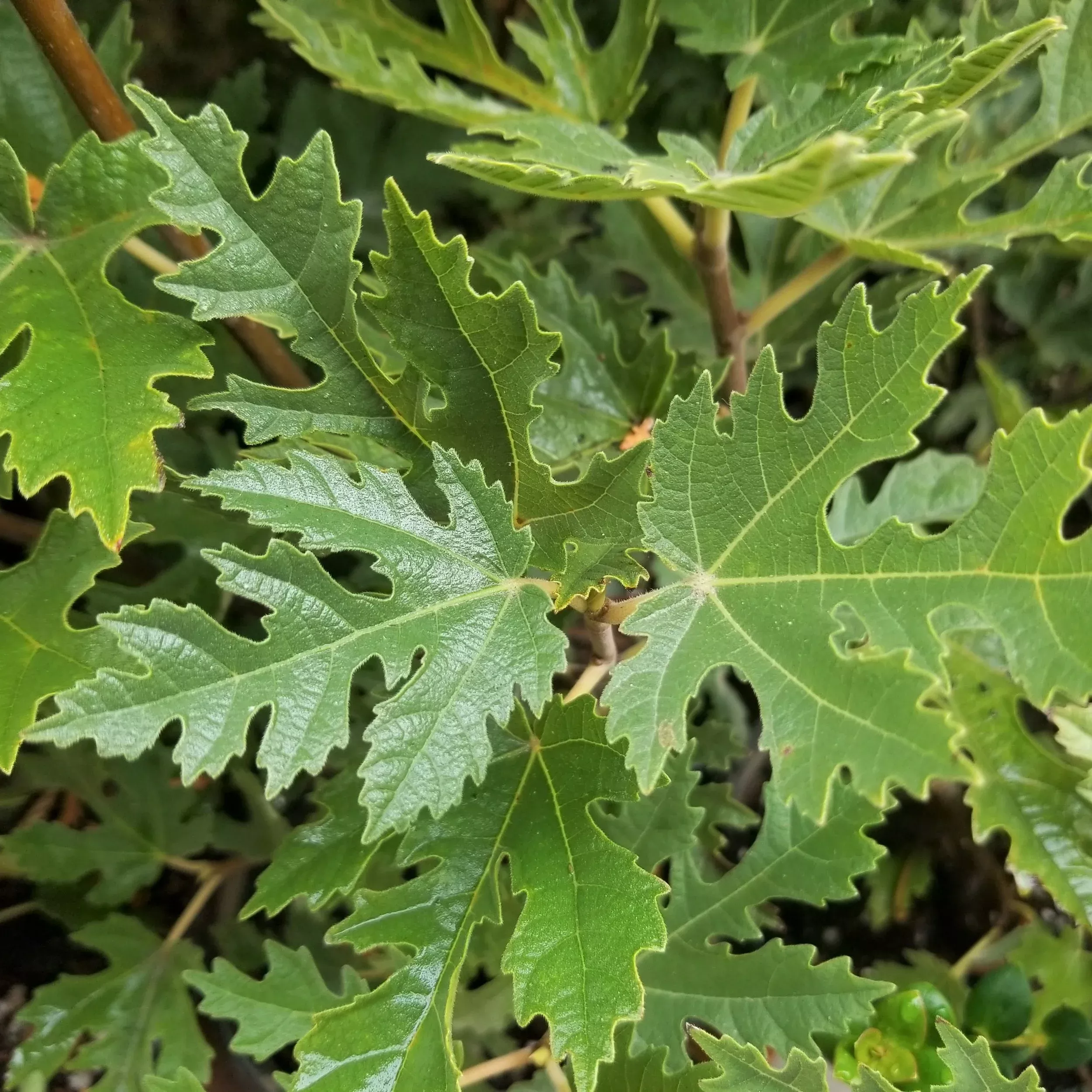 afghan-fig Afghan Fig