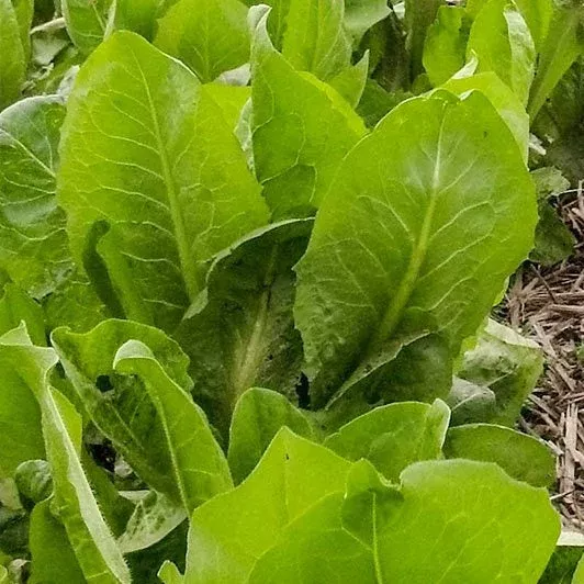 african-cabbage African Cabbage