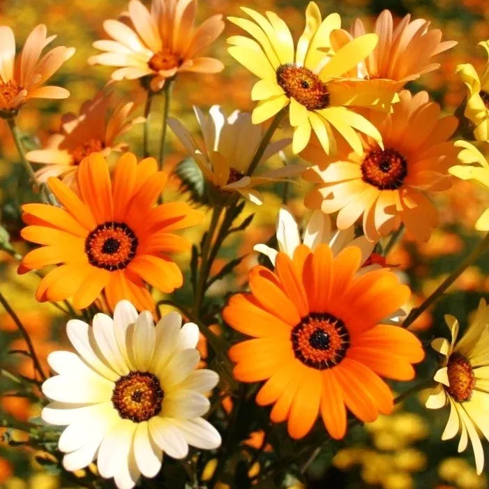 african-daisy-mix African Daisy Mix
