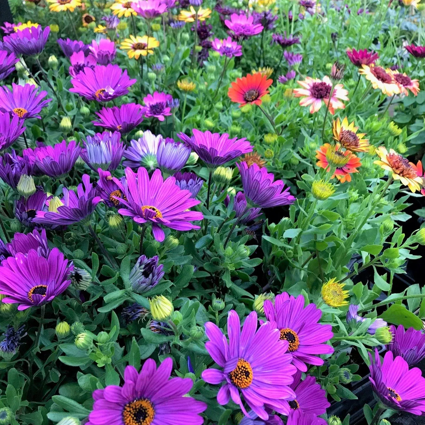 african-daisy African Daisy