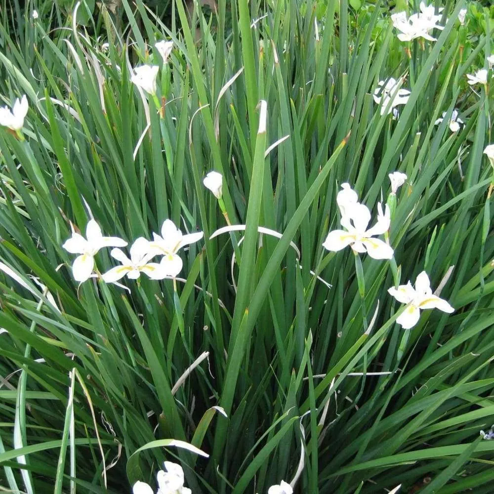 african-iris African Iris