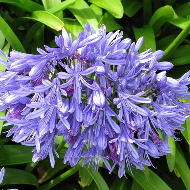 Agapanthus - Blue