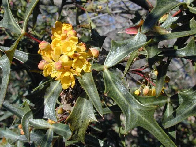 Agarita