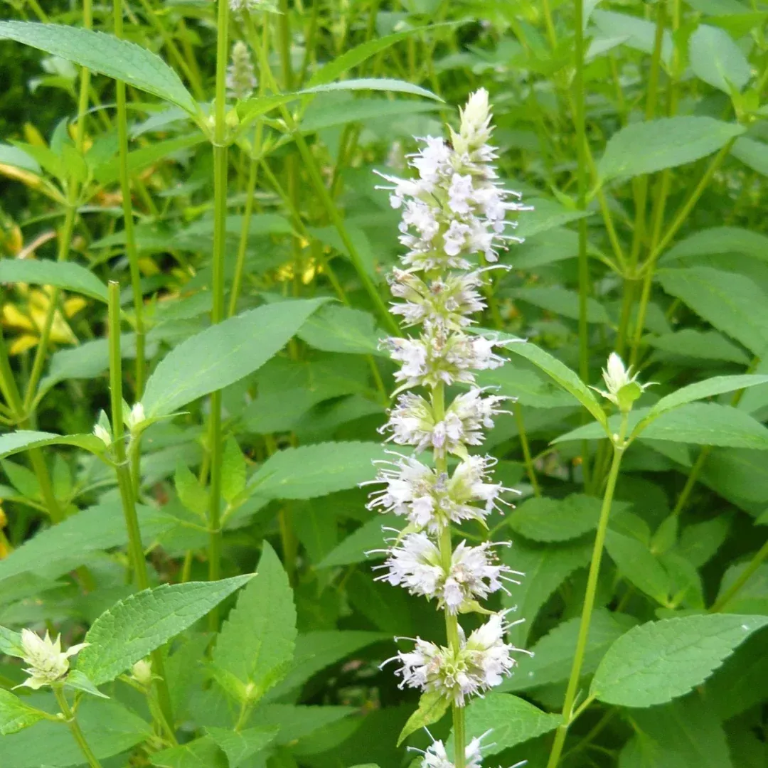 agastache-albiflora Agastache 'Albiflora'