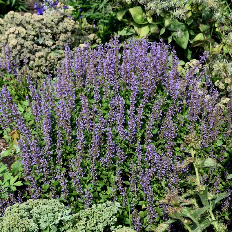 agastache-blue-bayou Agastache 'Blue Bayou'