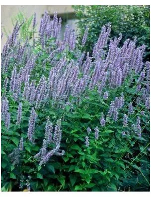 agastache-blue-fortune-anise-hyssop Agastache Blue Fortune Anise Hyssop