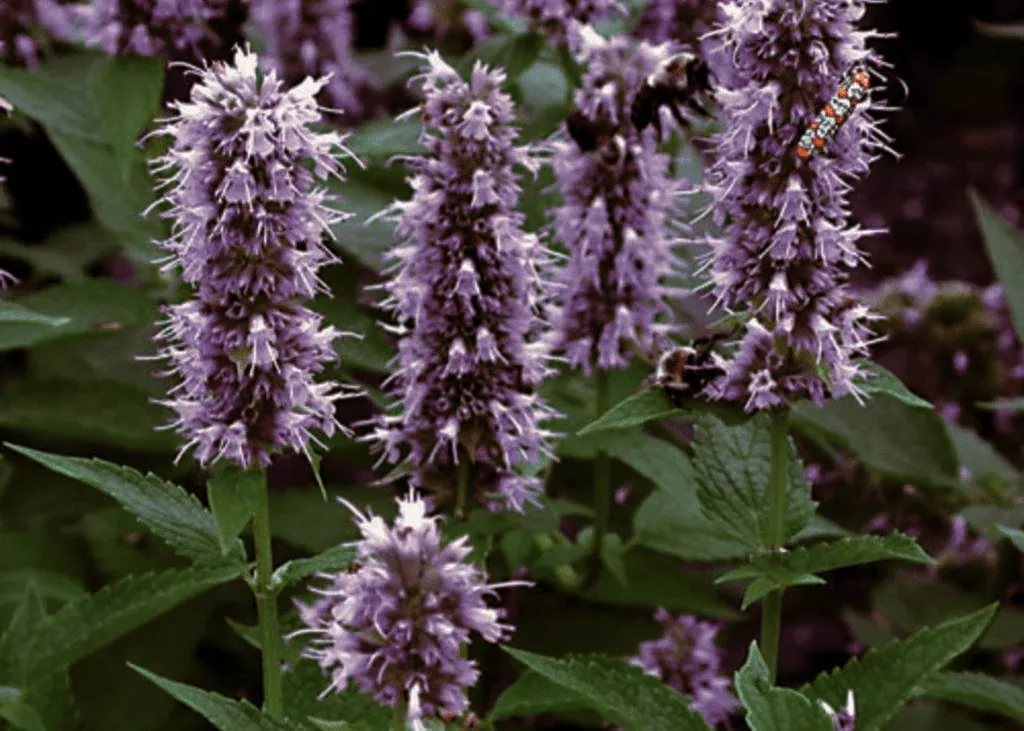 Agastache - Blue Fortune