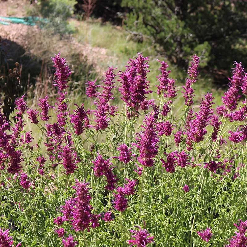agastache-cana Agastache cana