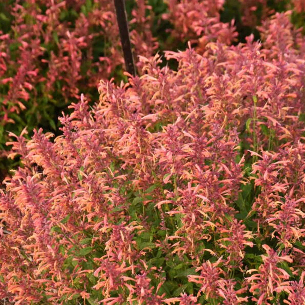 agastache-guava-lava Agastache 'Guava Lava'