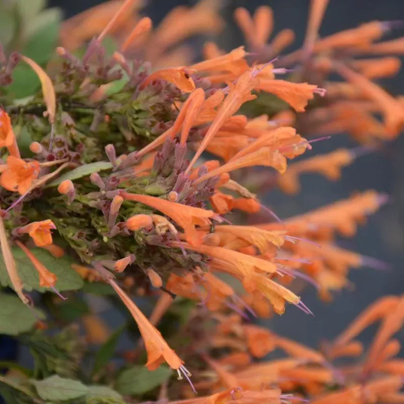 Agastache 'Kudos Mandarin'