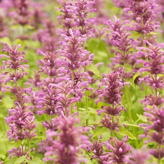 agastache-neomexicana Agastache neomexicana