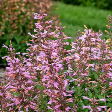 agastache-pinky-pie-30-ct-flat Agastache 'Pinky Pie' (30)ct Flat