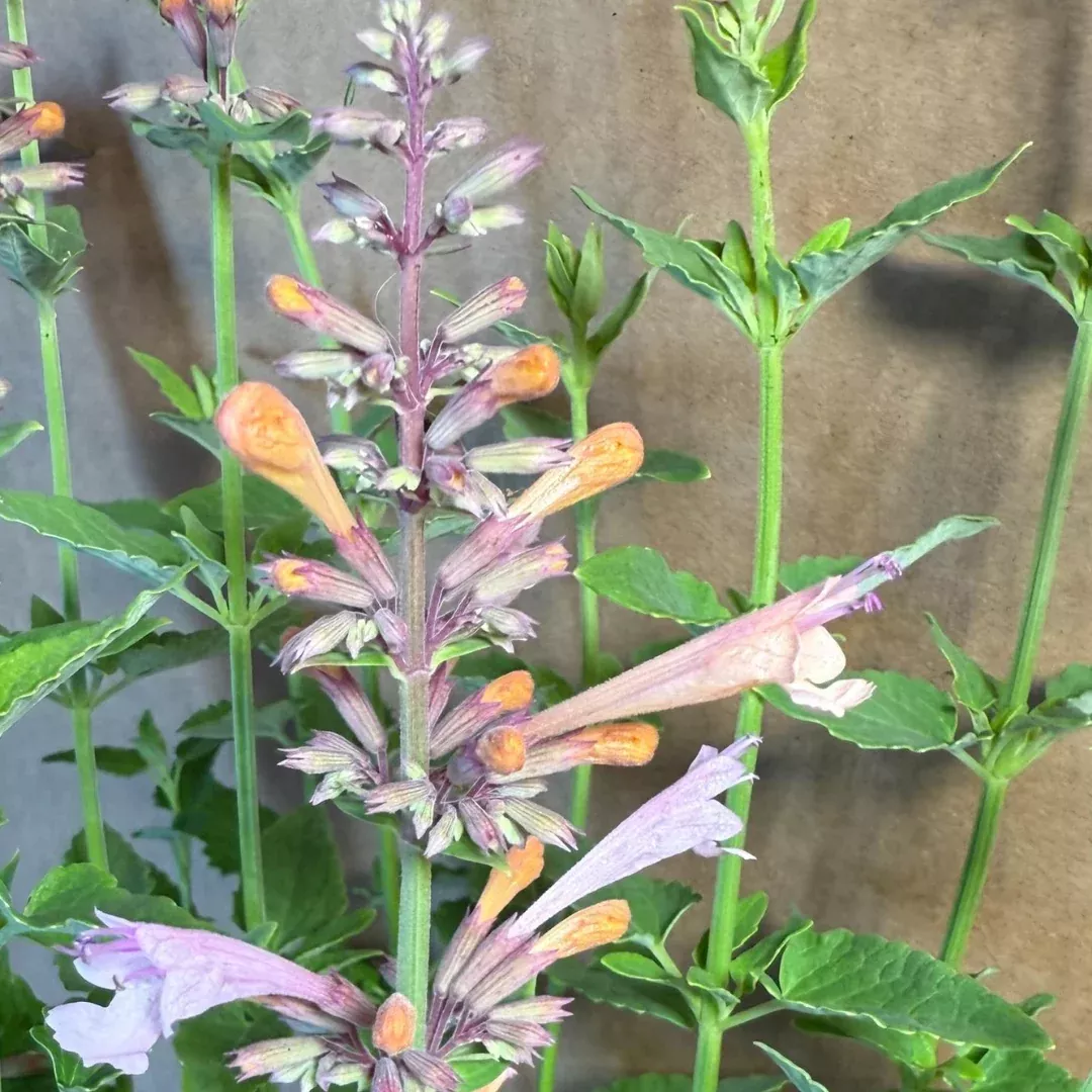 agastache-pinky-pie Agastache 'Pinky Pie'