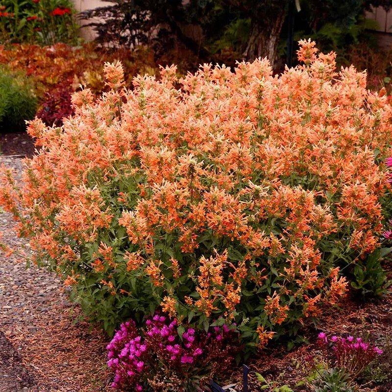 agastache-poquito-orange Agastache 'Poquito Orange'