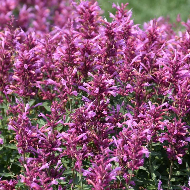 agastache-rosie-posie Agastache 'Rosie Posie'