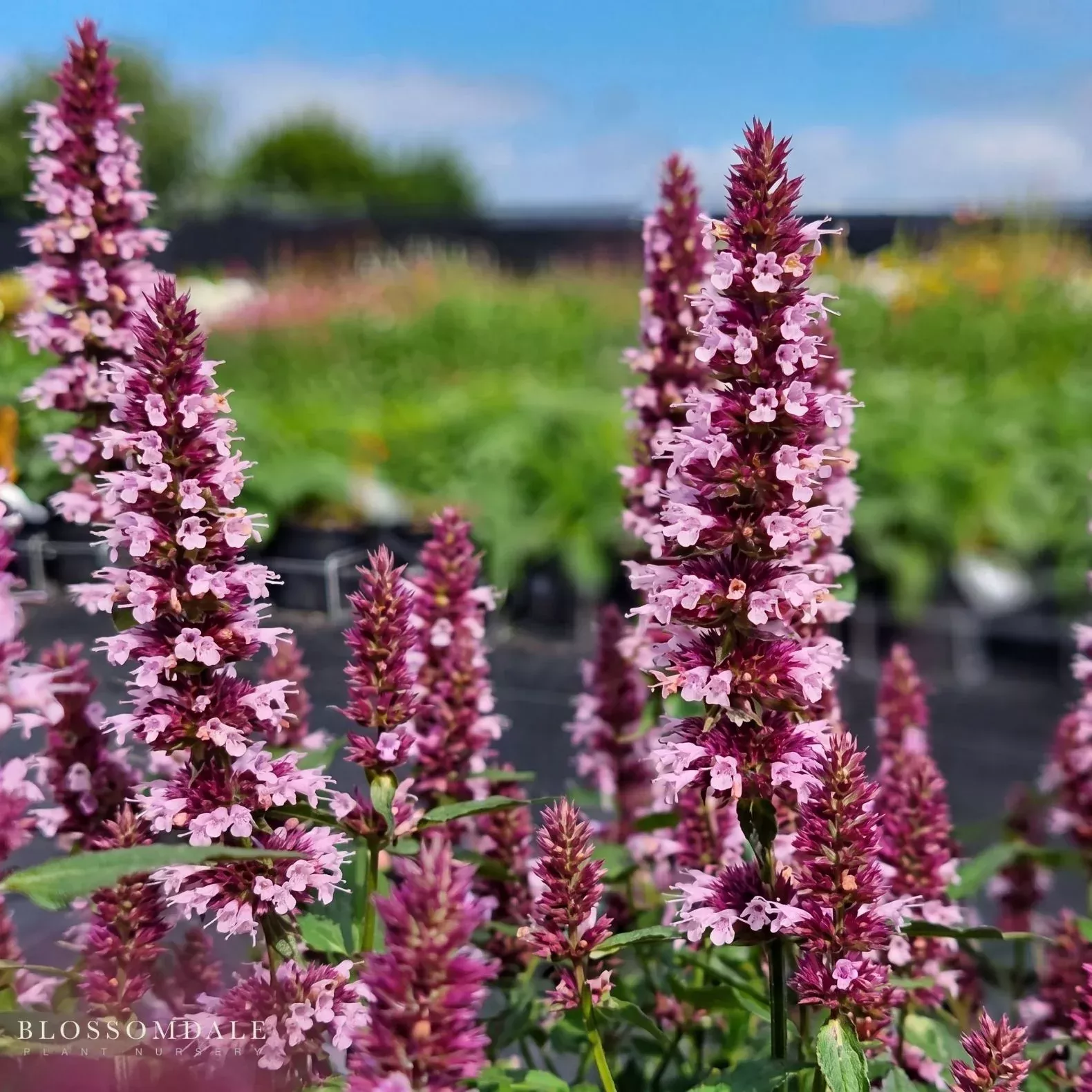 Agastache Rugosa 'Beelicious Pink'