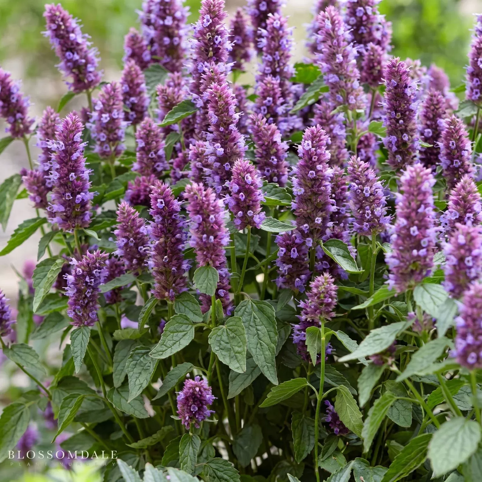 Agastache Rugosa 'Beelicious Purple'