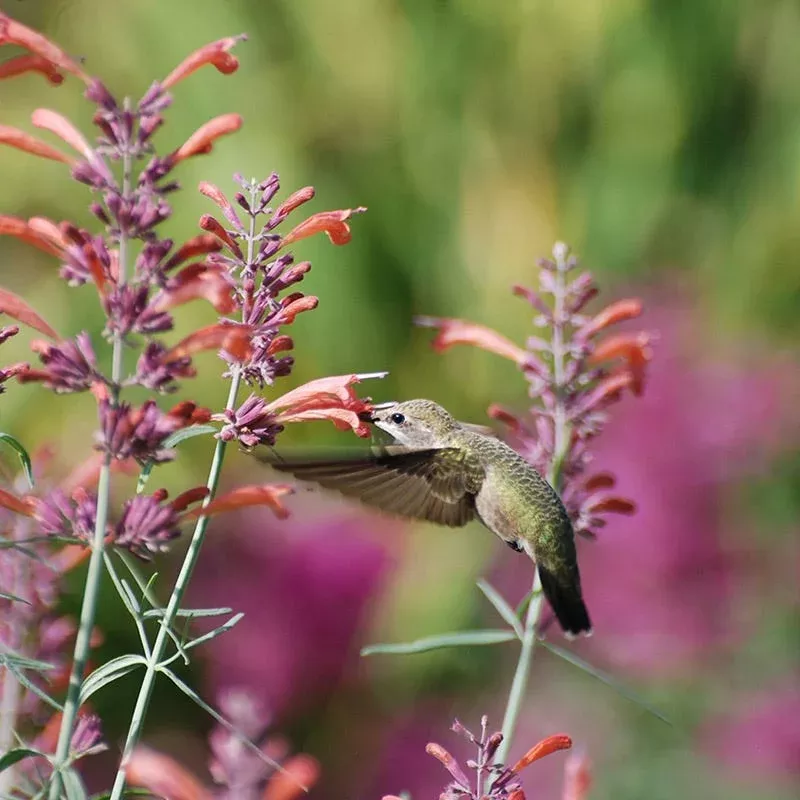 agastache-rupestris Agastache rupestris