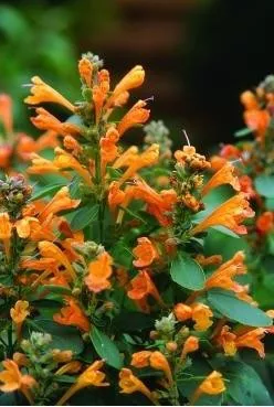 agastache-sandstone-10-ct-quarts Agastache 'Sandstone' (10)ct Quarts